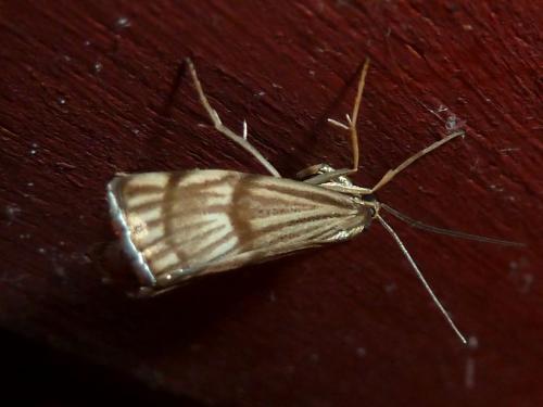 Réf. 183 751 : Chrysocrambus linetella